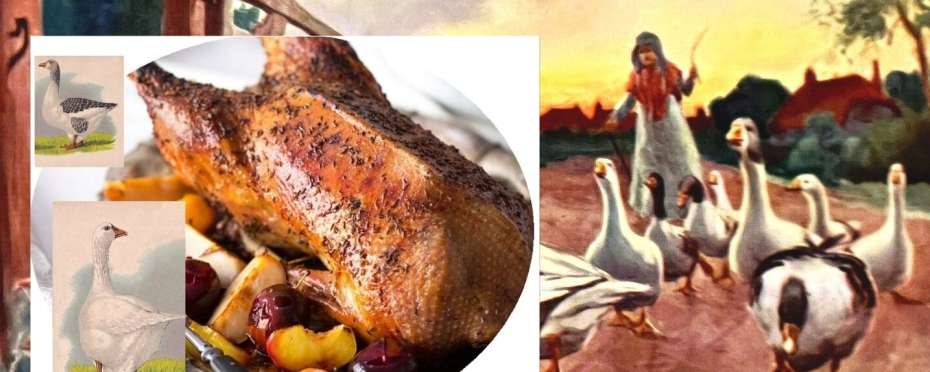 Proč končí o sv. Martinovi husy na pekáči a úsměvné husí legendy