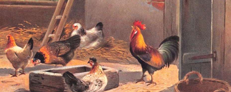 Co je kuropění, význam a původ