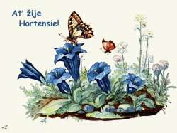 Hortensie