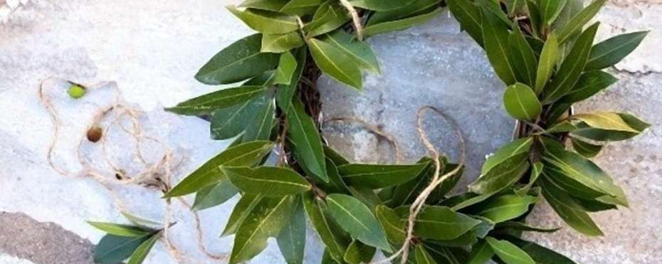 Květiny a byliny v pověrách – vavřín vznešený (bobkový list)