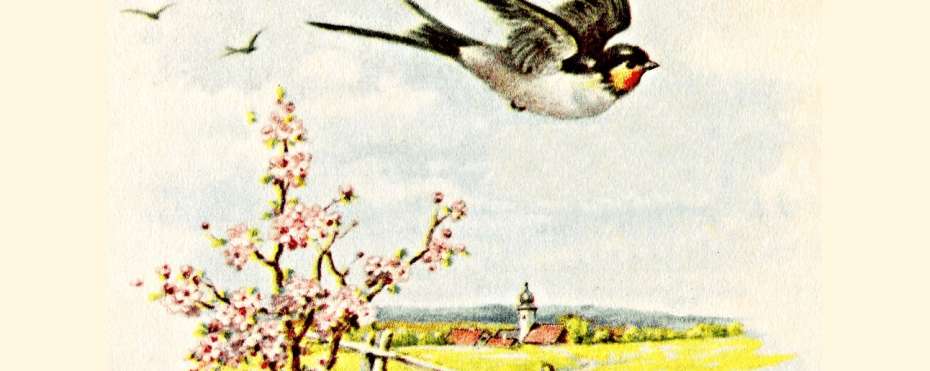 Světový den stěhovavých ptáků