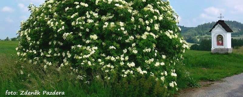 O černém bezu, lidové zvyky a pověry