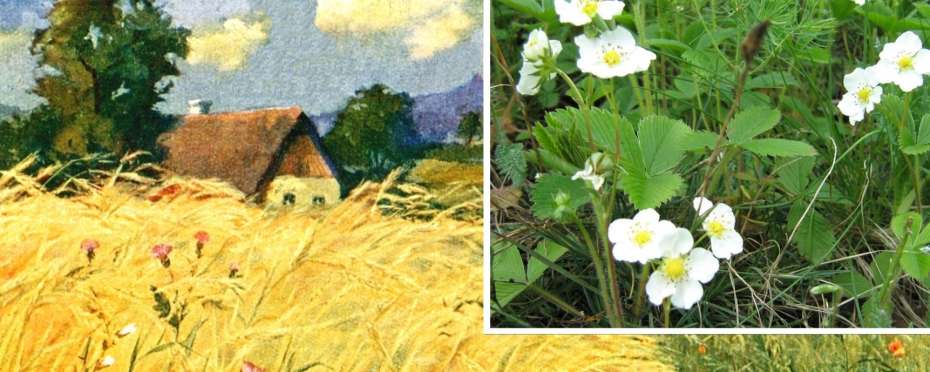 Svatojánská kvítka v pověrách – jahodník