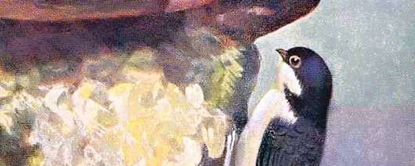 Jiřičky, štíři a žáby v pranostikách měsíce dubna