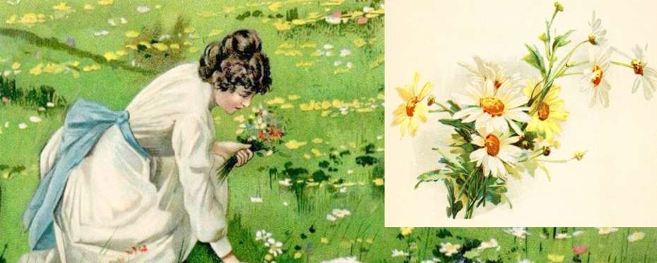 Květiny a byliny v pověrách – kopretina