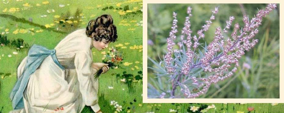 Svatojánské byliny v pověrách - pelyněk černobýl