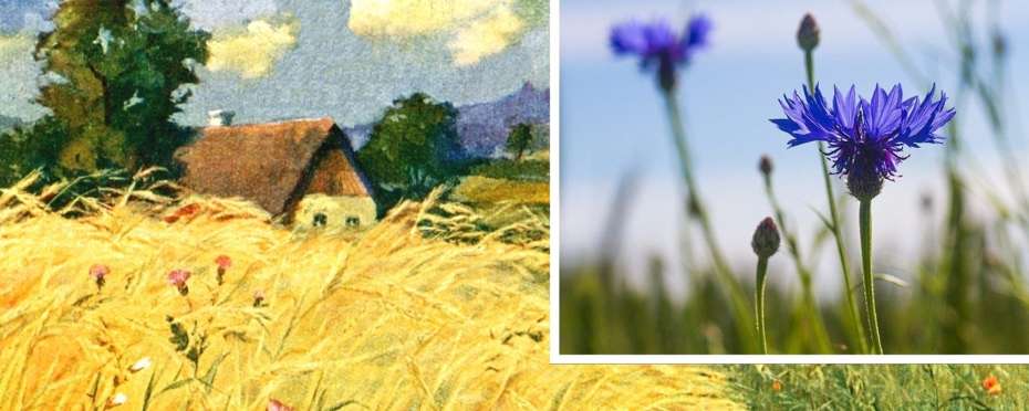 Svatojánská kvítka v pověrách – chrpa